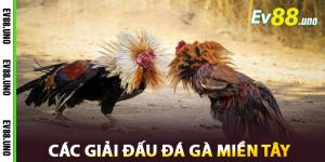 Các Giải Đấu Đá Gà Miền Tây Tại EV88