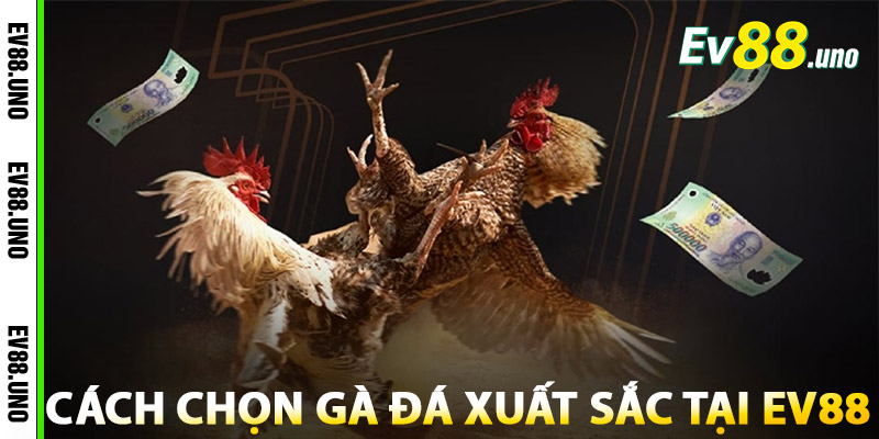 Cách Chọn Gà Đá Xuất Sắc Tại EV88