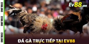Cách Tham Gia Đá Gà Trực Tiếp Tại EV88