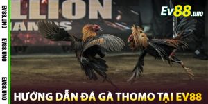 Hướng Dẫn Đá Gà Thomo Tại EV88