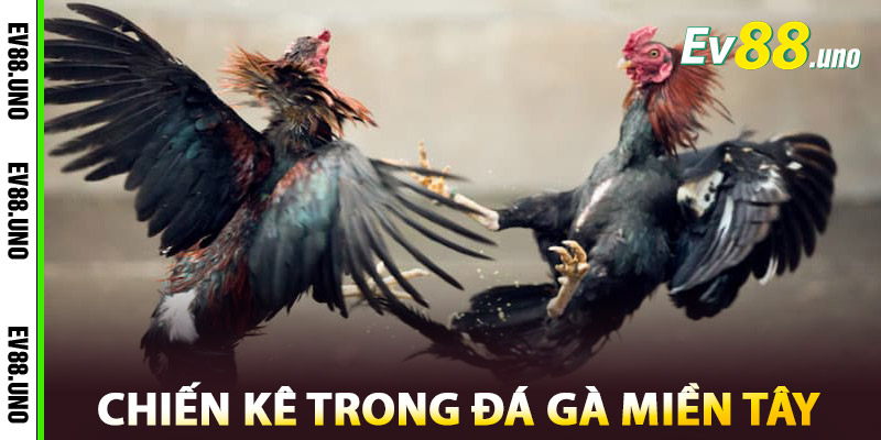 Đá Gà Miền Tây – Tinh Hoa Thượng Võ Đậm Chất Nam Bộ 3 Tổng Hợp Chiến Kê Trong Đá Gà Miền Tây