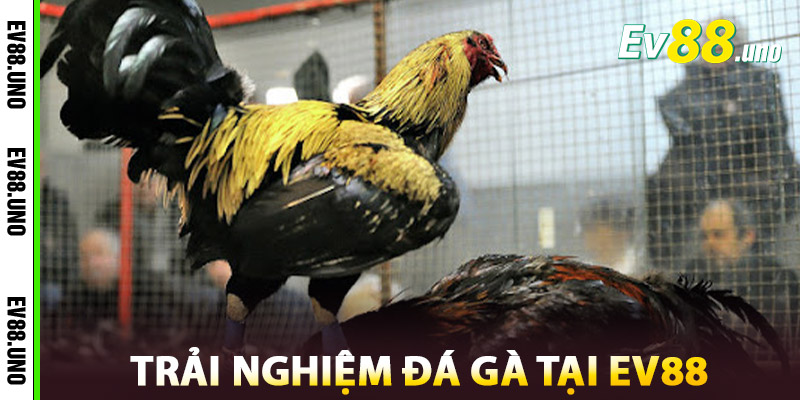 Trải nghiệm đá gà tại EV88 có gì hấp dẫn