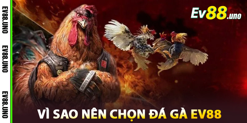 Vì sao nên chọn Đá Gà tại nhà cái EV88